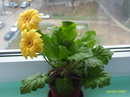 ژربرا جامزونی